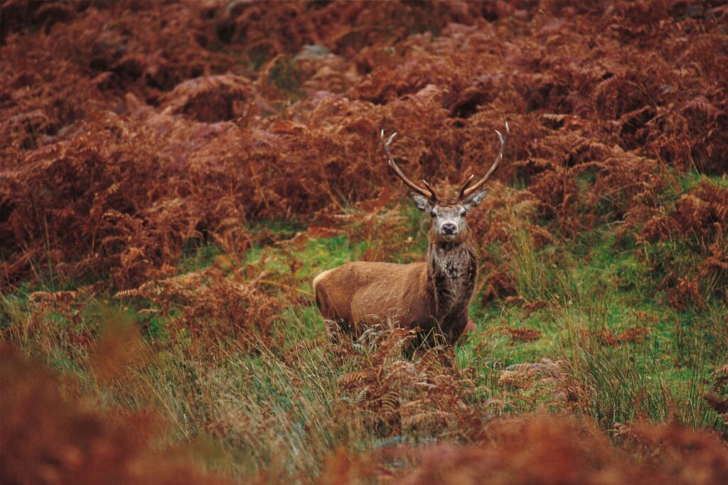 De mooiste flora en fauna in Glasgow