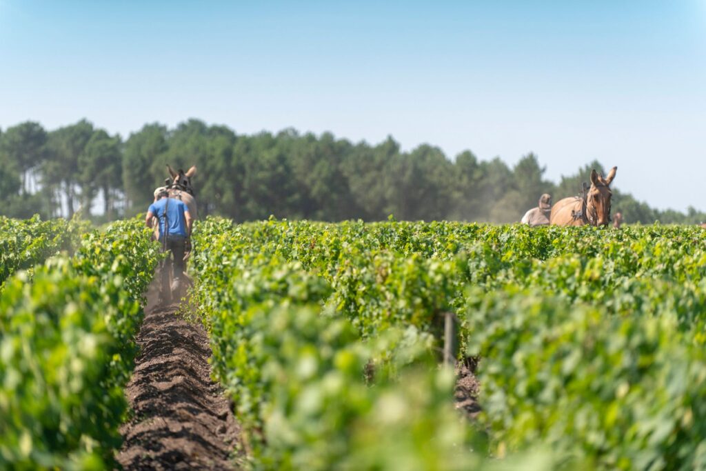 Bordeaux staat natuurlijk bekend om de vele wijngaarden | Vincent Bengold