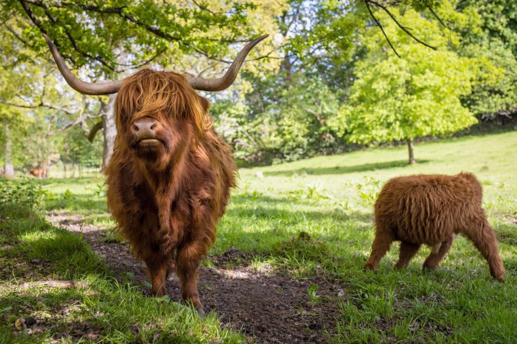 Schotse Hooglanders in Glasgow