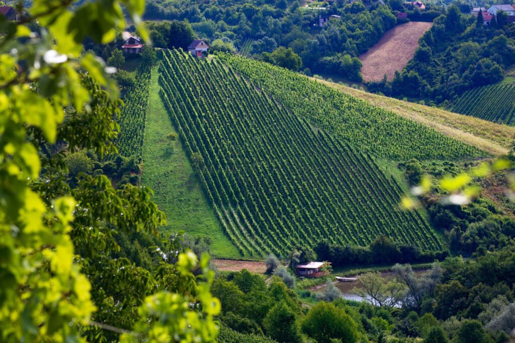 De wijngaarden in Plešivica met uitzicht op de prachtige groene heuvels | © Josip Škof/ ZAGREB COUNTY TB