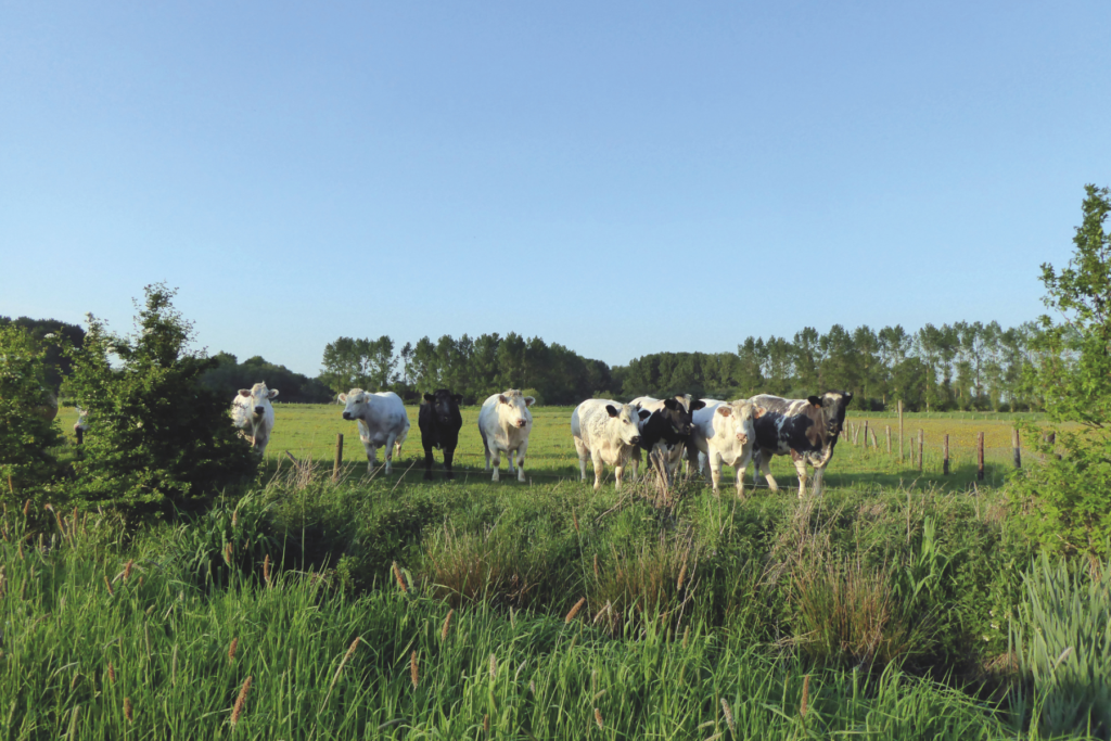 In Webbekoms Broek lopen koeien lekker te grazen in het groene landschap vlak bij Diest | © Provincie Vlaams- Brabant