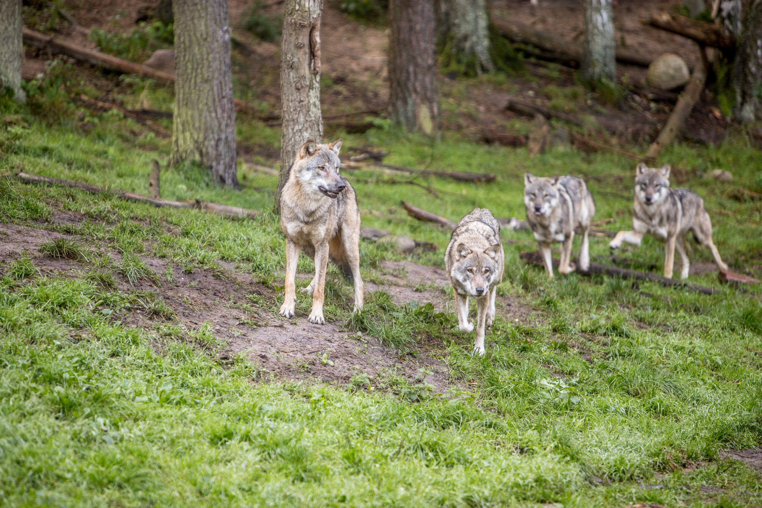 Wildpark Güstrow